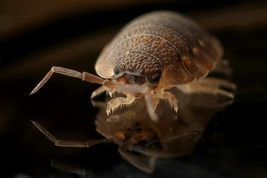 Bed-Bug-Treatment - Corona Pest Control Pros | Corona, NY