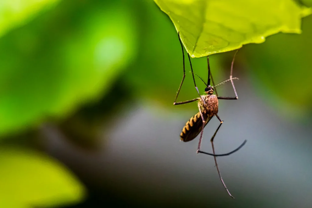 Mosquito Control for Every Outdoor Space